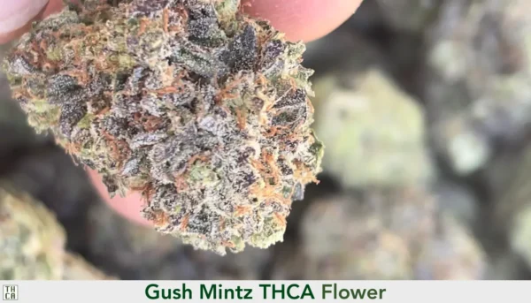 Gush Mintz THCA Flower by the Ounce. 101