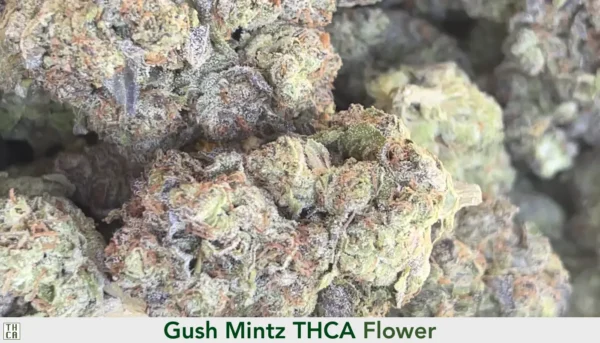 Gush Mintz THCA Flower by the Ounce. 102
